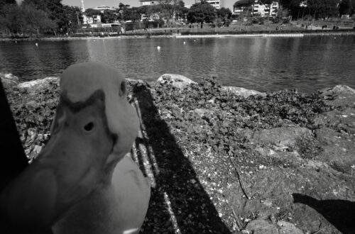 cover photo with close up of goose, Rome